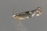 Argyresthia spinosella
