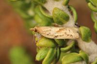 Clepsis coriacana