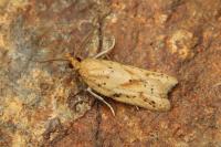 Clepsis coriacana