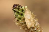 Clepsis coriacana