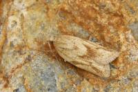 Clepsis coriacana