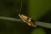 Alabonia geoffrella