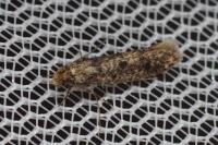 Niditinea fuscella