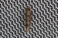 Niditinea fuscella