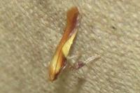 Caloptilia robustella