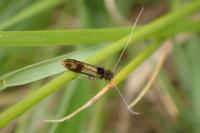 Nemophora barbatellus