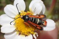 Pyropteron chrysidiforme