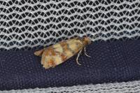 Aethes tesserana