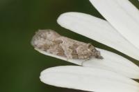 Cnephasia