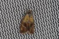 Ptycholoma lecheana