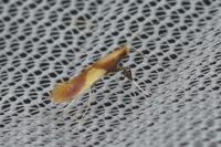 Caloptilia
