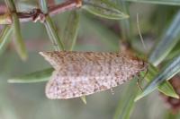 Isotrias stramentana