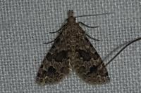 Alucita hexadactyla
