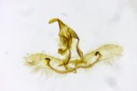 Cnephasia cupressivorana