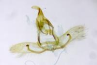 Cnephasia cupressivorana