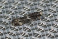 Elachista stabilella