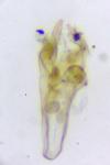 Heliozela sericiella
