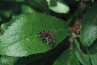 Anthophila fabriciana