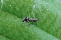 Glyphipterix simpliciella