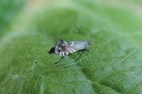 Glyphipterix simpliciella