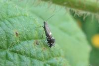 Glyphipterix simpliciella