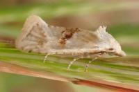 Cochylimorpha