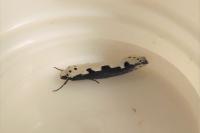 Ethmia bipunctella
