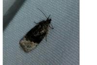 Apotomis betuletana
