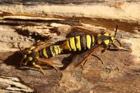Sesia apiformis
