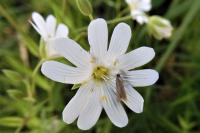 Coleophora lutarea