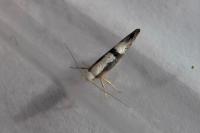 Argyresthia spinosella
