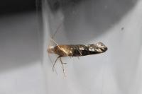 Argyresthia spinosella