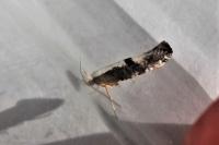 Argyresthia spinosella