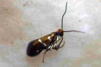 Micropterix aruncella