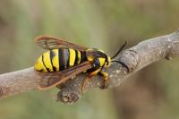 Sesia apiformis