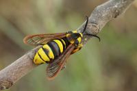 Sesia apiformis