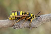 Sesia apiformis