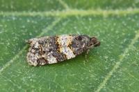 Paramesia alhamana