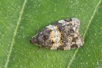 Paramesia alhamana