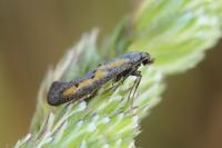 Ochromolopis ictella
