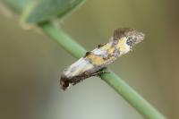 Epermenia pontificella