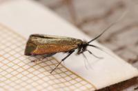 Adela reaumurella