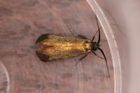 Adela reaumurella