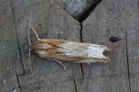Eucosma gr. cana