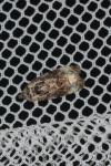 Endothenia gentianaeana