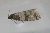 Isotrias rectifasciana