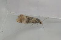 Cochylis nana