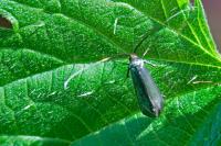 Adela reaumurella
