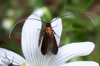 Cauchas rufimitrella