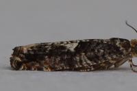 Epinotia immundana